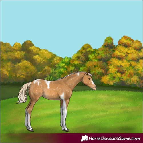 Horse Color:Palomino Tobiano Appaloosa Rabicano
