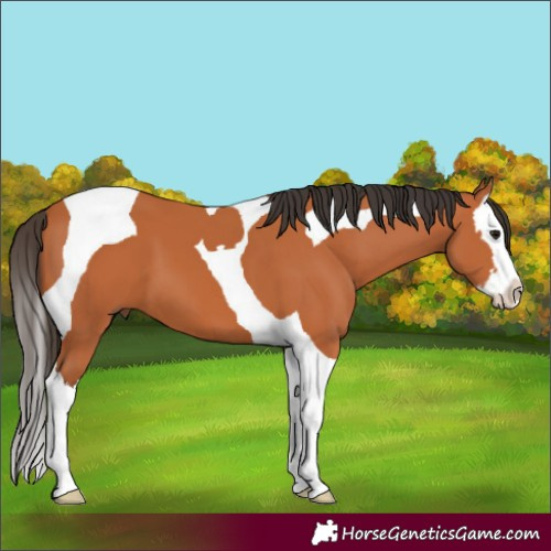 Horse Color:Bay Splash Tobiano