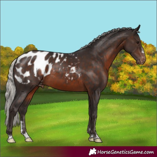 Horse Color:Silver Brown Appaloosa 