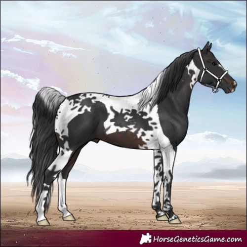 Horse Color:Brown Tobiano