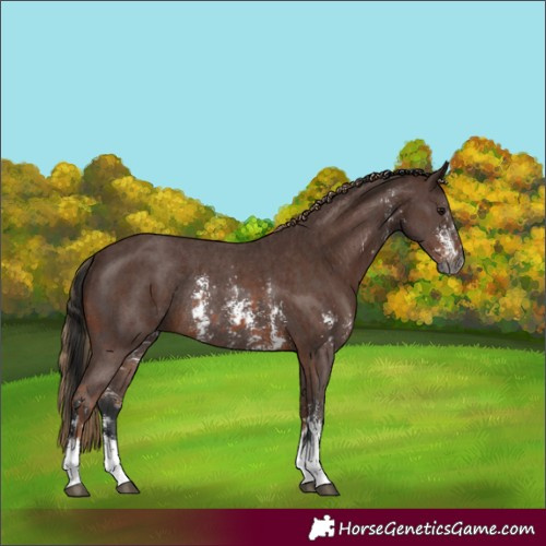 Horse Color:Gray Bay Sabino Rabicano and Gray Chestnut Sabino Rabicano