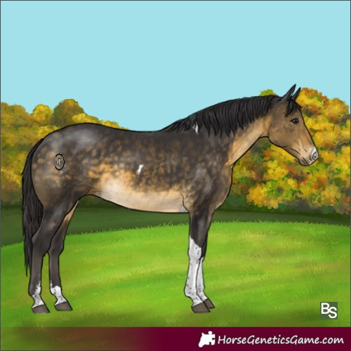 Horse Color:Buckskin Sabino Tobiano 