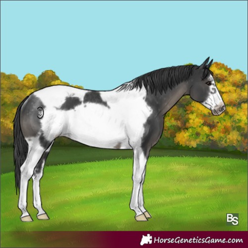 Horse Color:Black Sabino Tobiano Frame Appaloosa Rabicano 