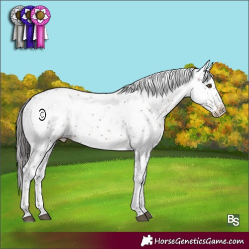 Horse Color:Brown Sabino Appaloosa Rabicano