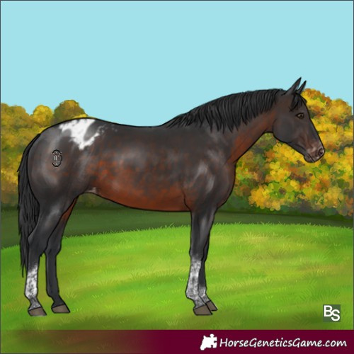 Horse Color:Brown Tobiano Appaloosa