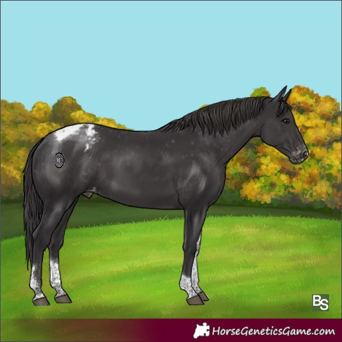 Horse Color:Smoky Black Sabino Tobiano Appaloosa 