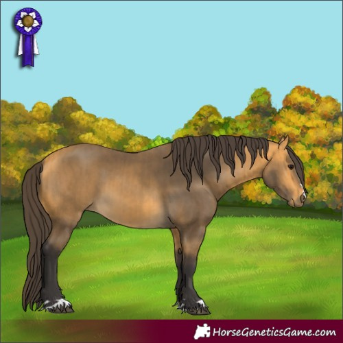 Horse Color:Buckskin and Buckskin