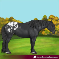Horse Color:Black Blanket 