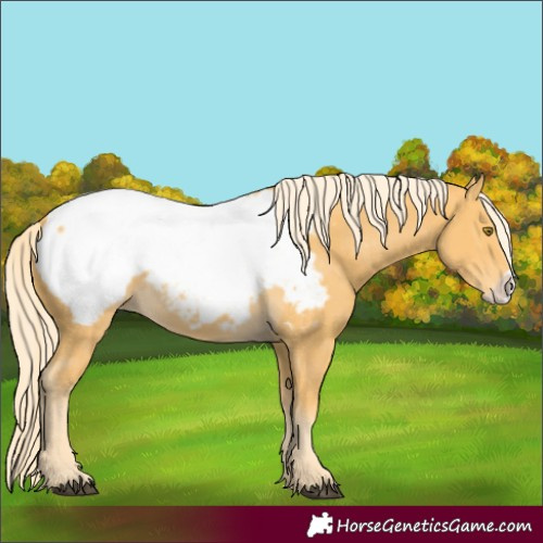 Horse Color:Palomino Frame Appaloosa 
