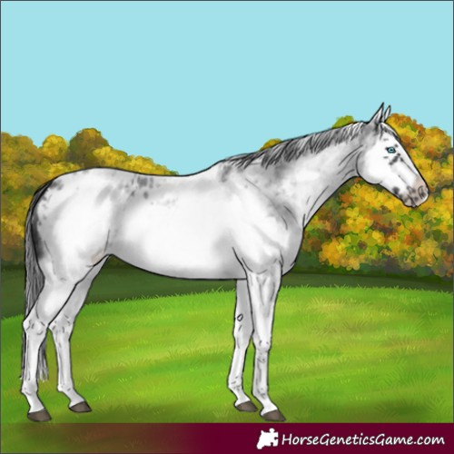 Horse Color:White Spotted Blue Roan Splash Frame Appaloosa 