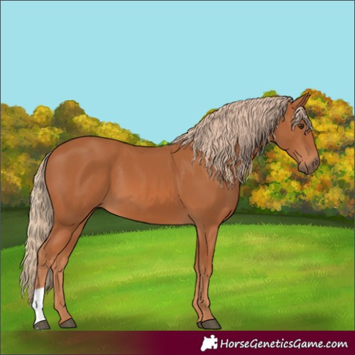 Horse Color:Chestnut 