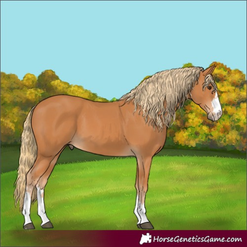 Horse Color:Chestnut 