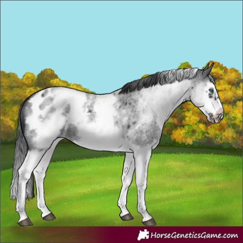 Horse Color:White Spotted Blue Roan Splash Frame Appaloosa 