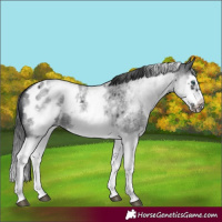 Horse Color:White Spotted Blue Roan Splash Frame Appaloosa