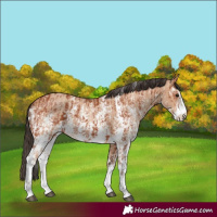 Horse Color:Bay Sabino Rabicano and Amber Champagne Sabino Rabicano
