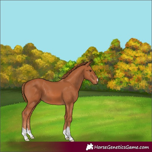 Horse Color:Chestnut 
