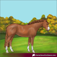 Horse Color:Chestnut 