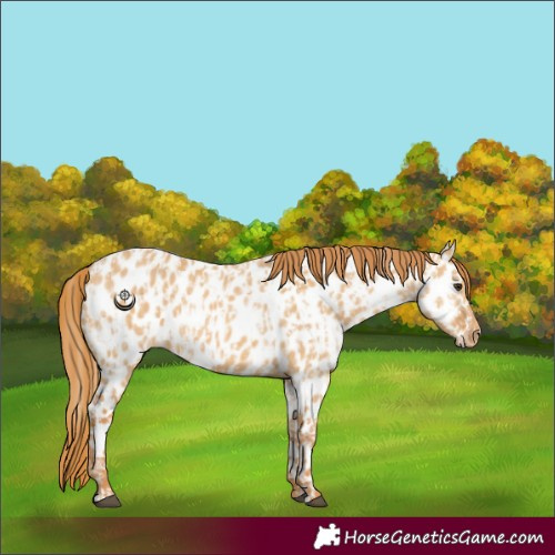 Horse Color:Red Dun Near Leopard and Red Dun Near Leopard