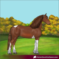 Horse Color:Chestnut Tobiano