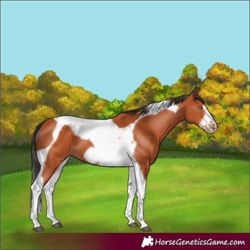 Horse Color:Bay Tobiano Frame 