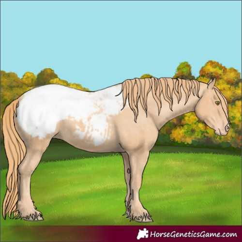 Horse Color:Gold Champagne Appaloosa 