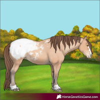 Horse Color:Amber Champagne Appaloosa