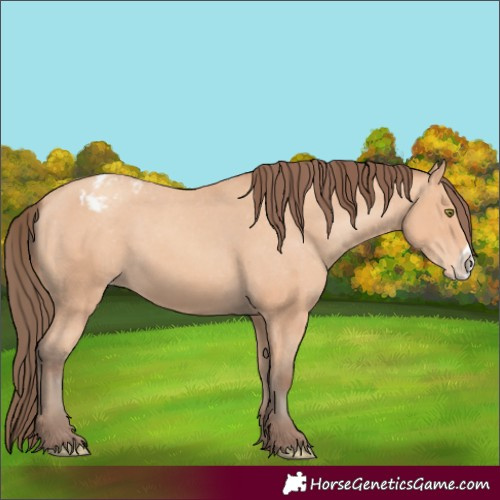 Horse Color:Amber Champagne Frame Appaloosa 