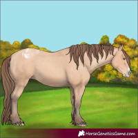 Horse Color:Amber Champagne Frame Varnish 