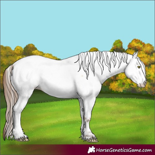 Horse Color:Amber Champagne Appaloosa 