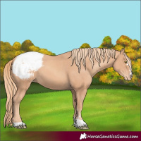 Horse Color:Gold Champagne Appaloosa