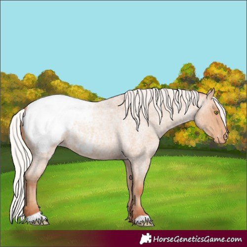 Horse Color:Silver Amber Champagne Roan Appaloosa 