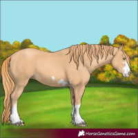 Horse Color:Gold Champagne 