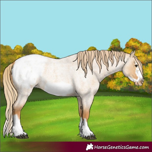 Horse Color:Red Dun Roan Splash Frame Appaloosa