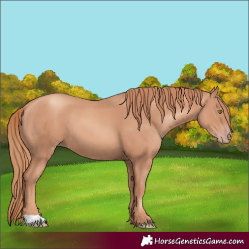 Horse Color:Gold Champagne 