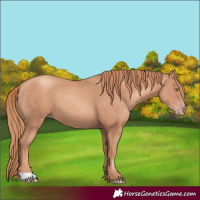 Horse Color:Gold Champagne 