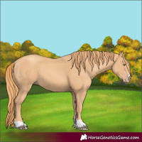 Horse Color:Gold Champagne 