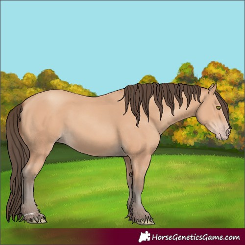 Horse Color:Amber Champagne 