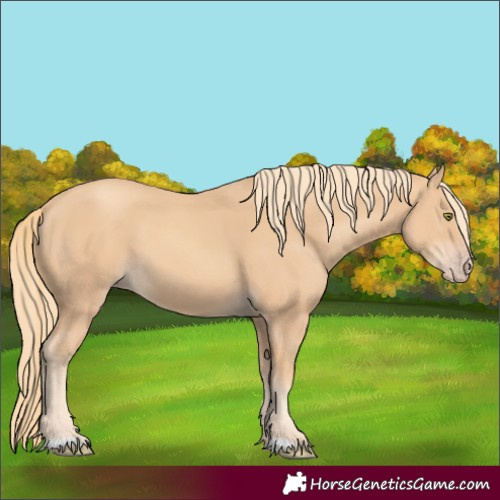 Horse Color:Gold Champagne 