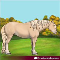 Horse Color:Gold Champagne