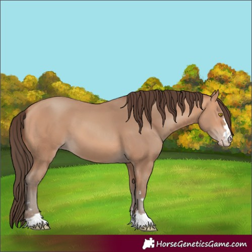 Horse Color:Amber Champagne 