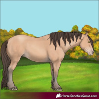 Horse Color:Amber Champagne 