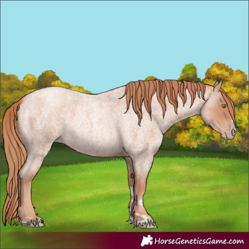 Horse Color:Gold Champagne Roan 
