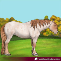 Horse Color:Gold Champagne Roan