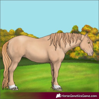 Horse Color:Gold Champagne