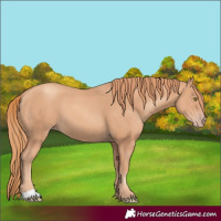 Horse Color:Gold Champagne