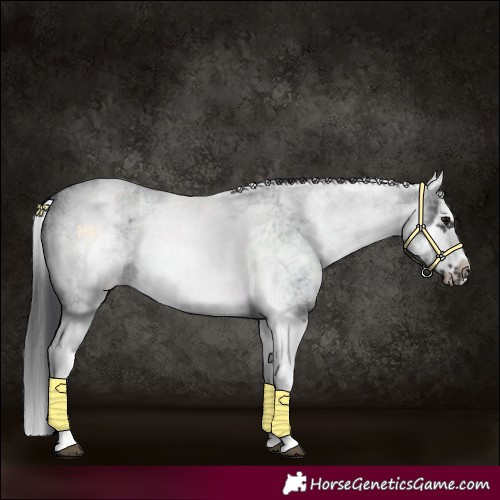 Horse Color:White Spotted Blue Roan Splash Frame Appaloosa 