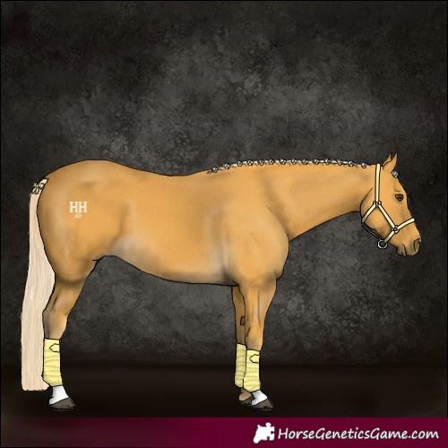 Horse Color:Palomino 