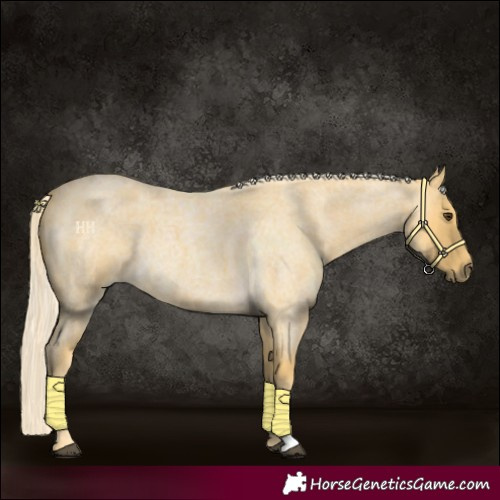 Horse Color:Palomino Roan