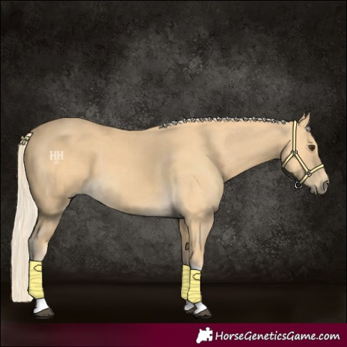 Horse Color:Palomino