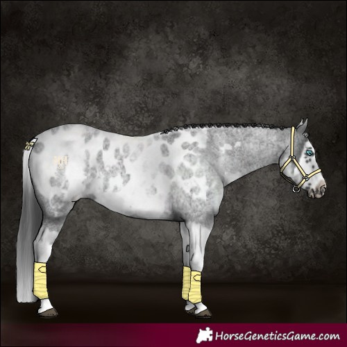 Horse Color:White Spotted Blue Roan Splash Frame Appaloosa
